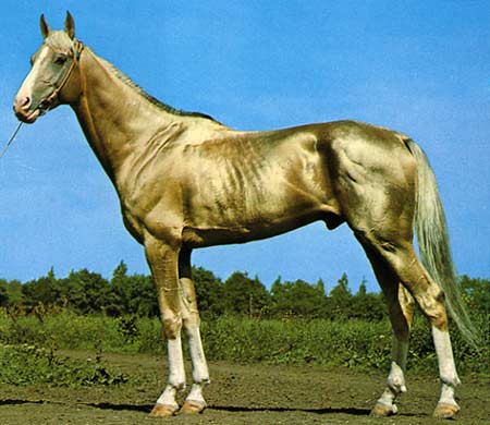 WHAT_architecture akhal-teke-horse-1